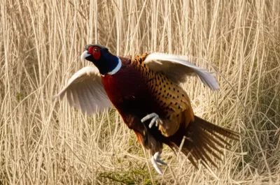 Illustration flush - Image 1