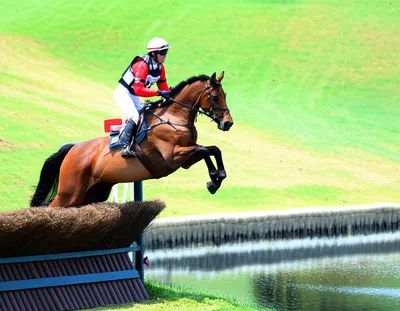 Illustration steeplechase - Image 1