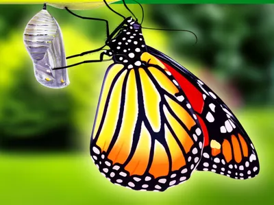 Illustration converts - Image 1