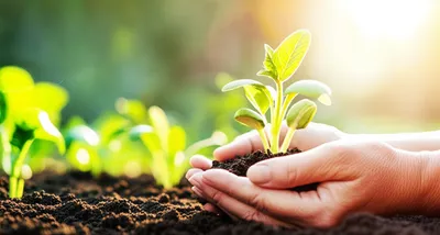 Illustration cultivates - Image 1