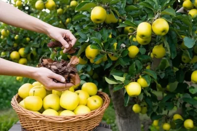 Illustration nets - Image 1