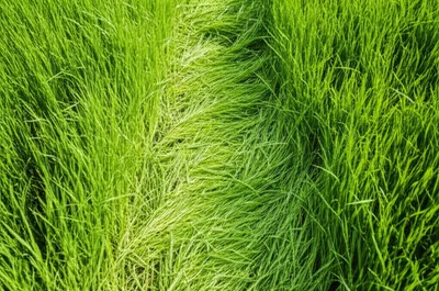 Illustration trail - Image 1