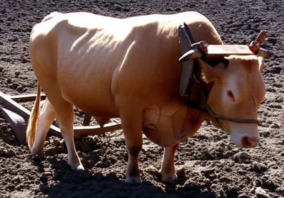 Illustration oxen - Image 1