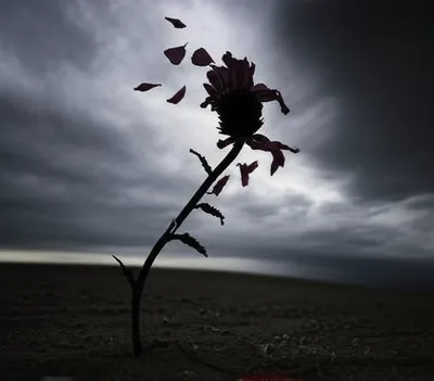 Illustration victims - Image 1