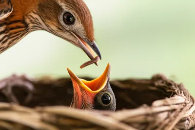 Illustration mouthed - Image 1