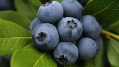 Illustration blueberry - Image 1