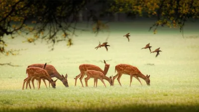 Illustration companies - Image 1