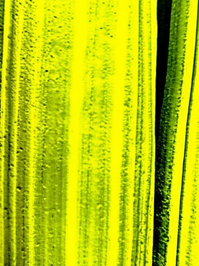 Illustration celery - Image 1