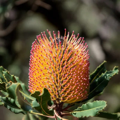 Illustration cone - Image 1