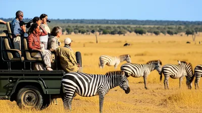 Illustration safari - Image 1