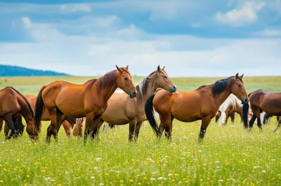 Hình ảnh minh họa gees - Ảnh 1