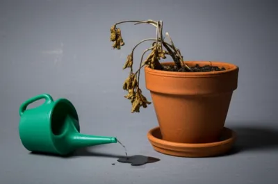 Illustration drained - Image 1