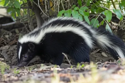 Illustration civet - Image 1