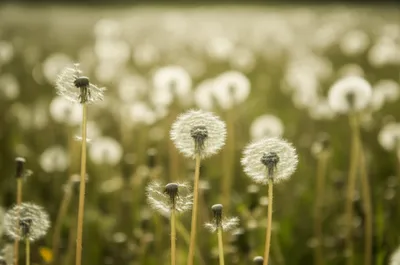 Illustration aigrettes - Image 1