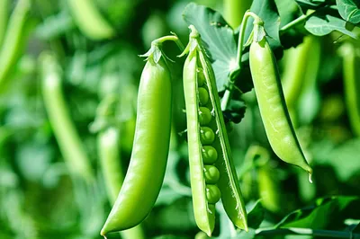 Illustration poddy - Image 1