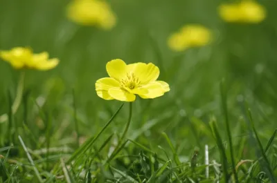 Illustration primrose - Image 1