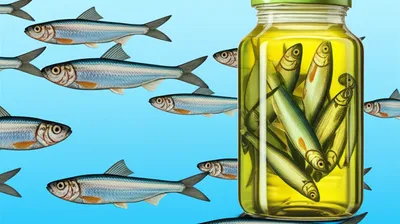 Illustration sardine - Image 1