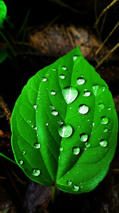 Illustration dampens - Image 1