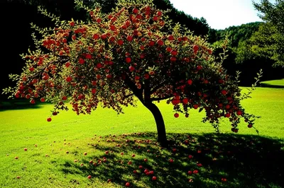 Illustration verging - Image 1