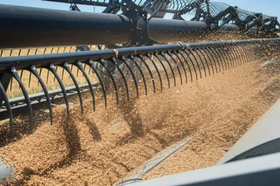 Illustration chaffer - Image 1