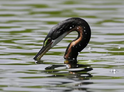 Illustration anhinga - Image 2