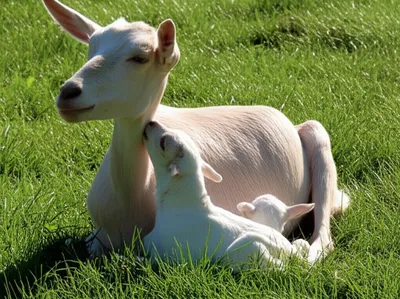 Illustration kidded - Image 1