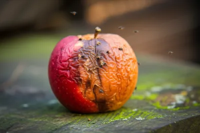 Illustration welted - Image 1