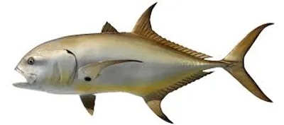 Illustration jack - Image 3