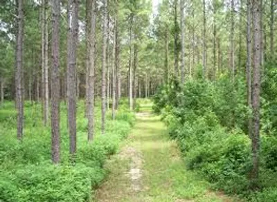 Illustration vegetation - Image 2