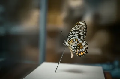 Illustration fixed - Image 1