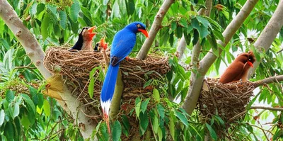 Illustration cohabitation - Image 1