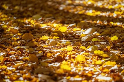 Illustration rustles - Image 1