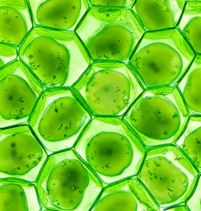 Illustration plant - Image 1