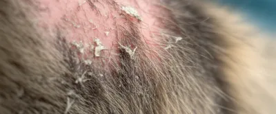 Illustration scales - Image 1