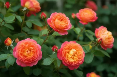 Illustration china - Image 1