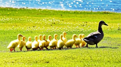 Illustration teams - Image 1