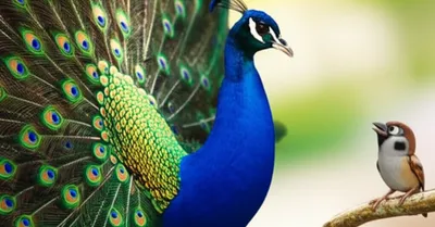 Illustration bounces - Image 1