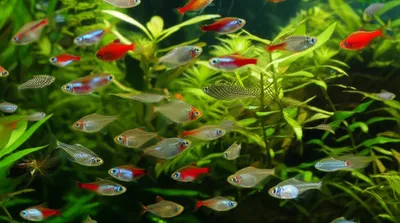 Illustration characins