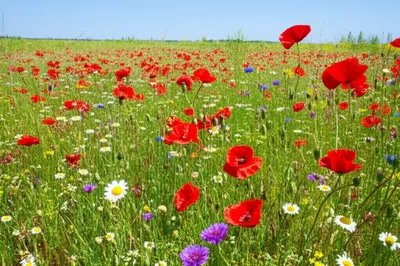 Illustration lay - Image 1