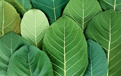 Illustration tobacco - Image 1