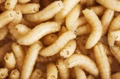 Illustration maggot - Image 2