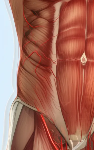 Illustration dissecting - Image 1