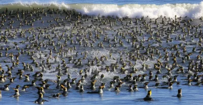 Illustration rafts - Image 1