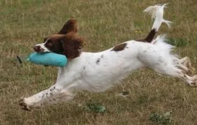 Illustration scuttle - Image 2