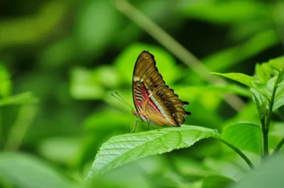 Illustration pacha - Image 1