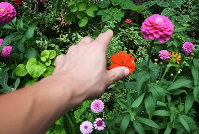 Illustration stole - Image 1