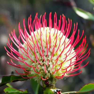 Illustration proteas - Image 1