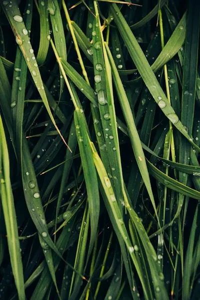 Illustration blading - Image 2