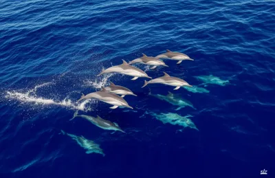 Illustration streaker - Image 1