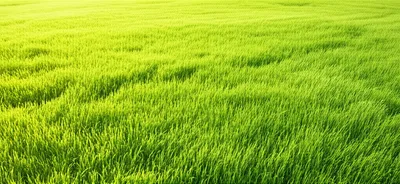 Illustration grassed - Image 1